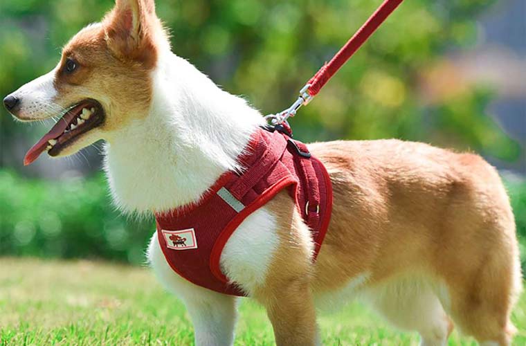 Corduroy breathable dog harness