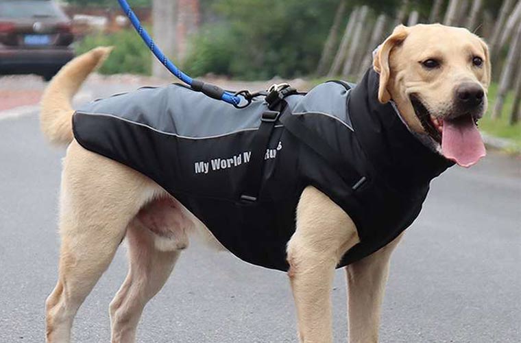 Warm clothes for large dogs