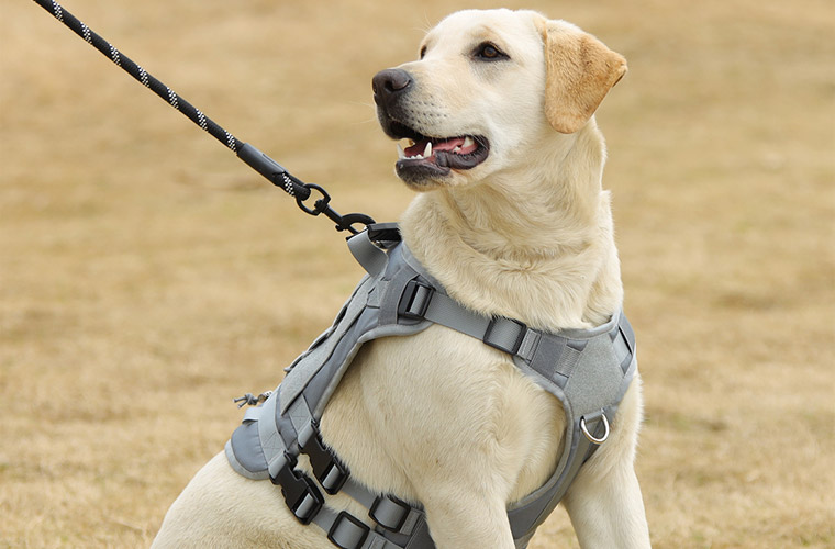 dog harness outdoor for Labrador