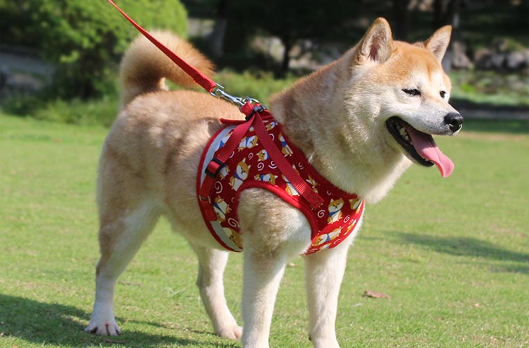 dog harness outdoor for Shiba Inu, Bomei