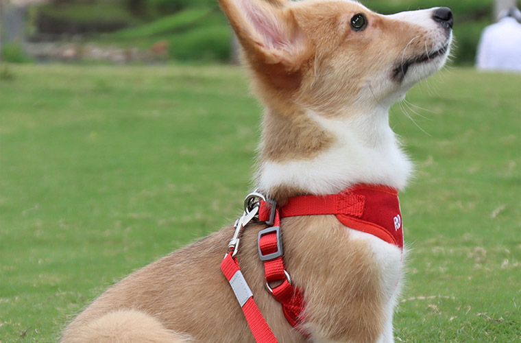 dog harness outdoor for corgi,cat