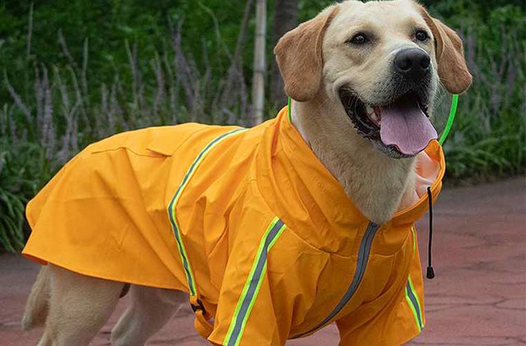 raincoat for large dog