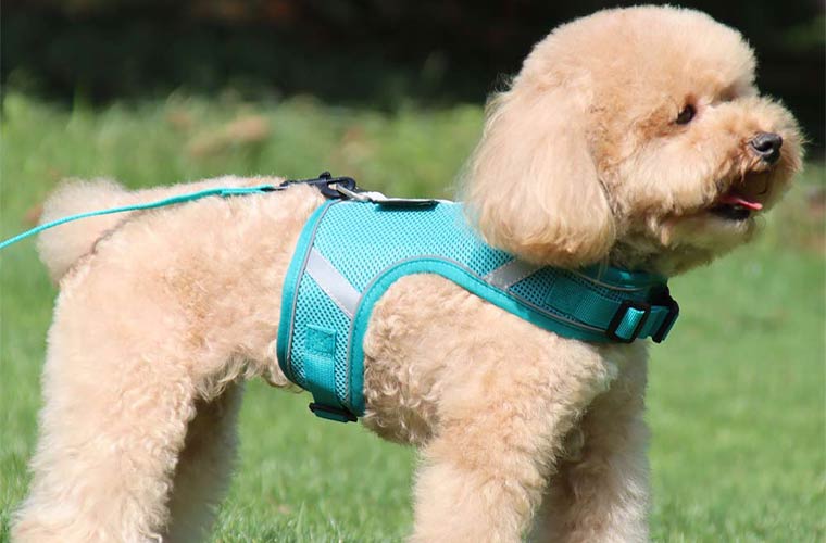 Which harnesses are bad for dogs?