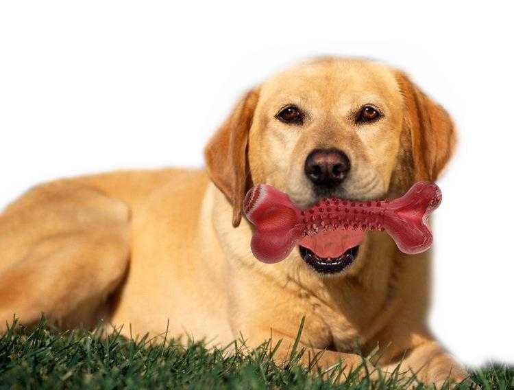 Pet Solid Rubber Product Dog Chew Ball Circle Shape Milk Flavor Bone Toy Shaped Eco-friendly Rubber Pet Better Bone Chew Toy