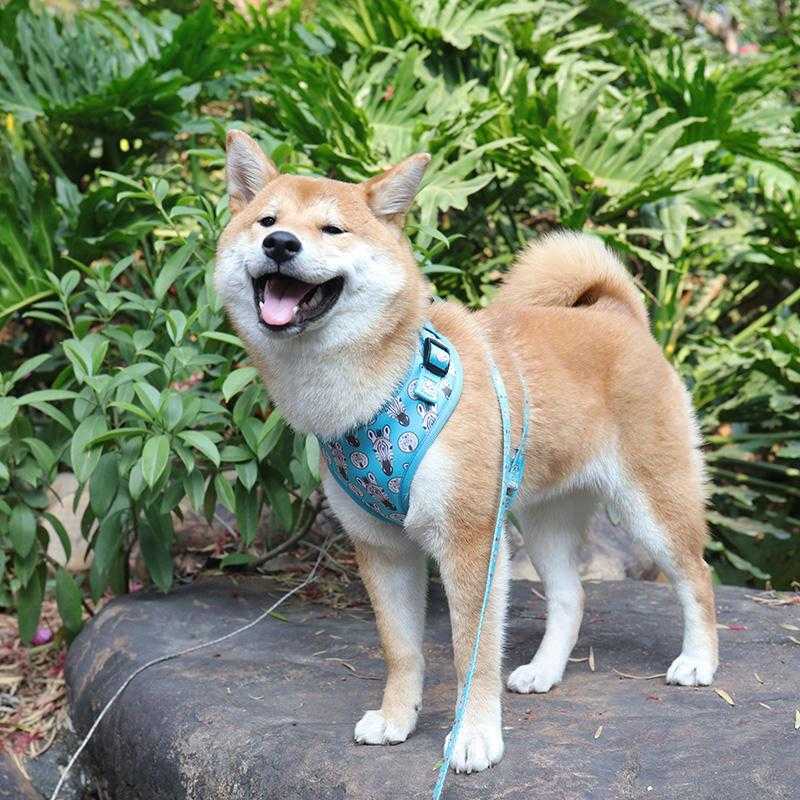 2022 Popular High Quality Polyester Printed Colorful Custom Comfortable Cat Dog Harness And Leash For Pet