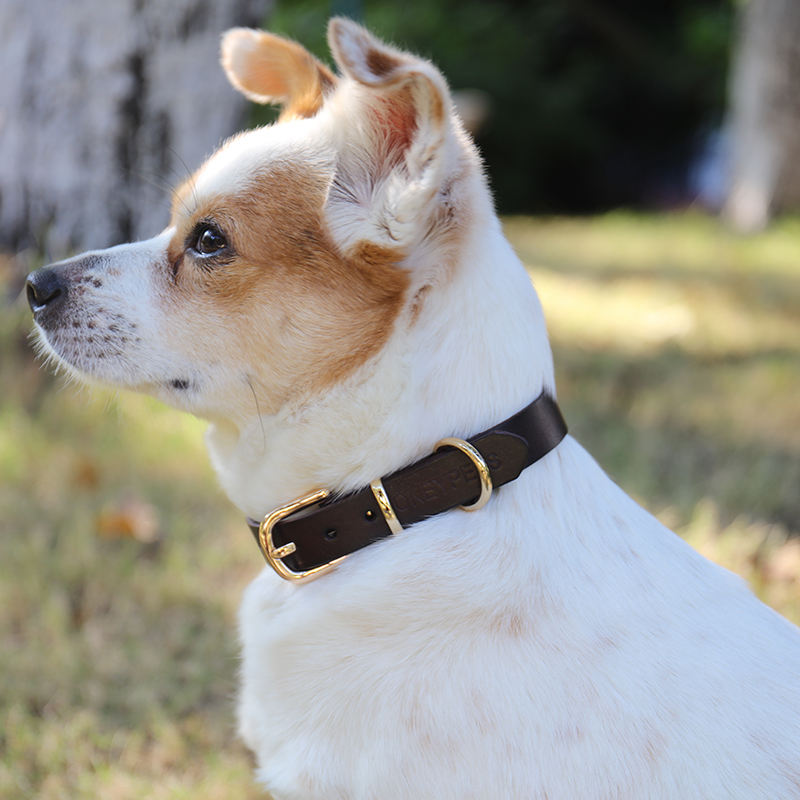 2020 Fashion Leather Cat Dog Pet Collars For Pets,High Quality Designer Training Collar And Leash Set From Pet Supplies