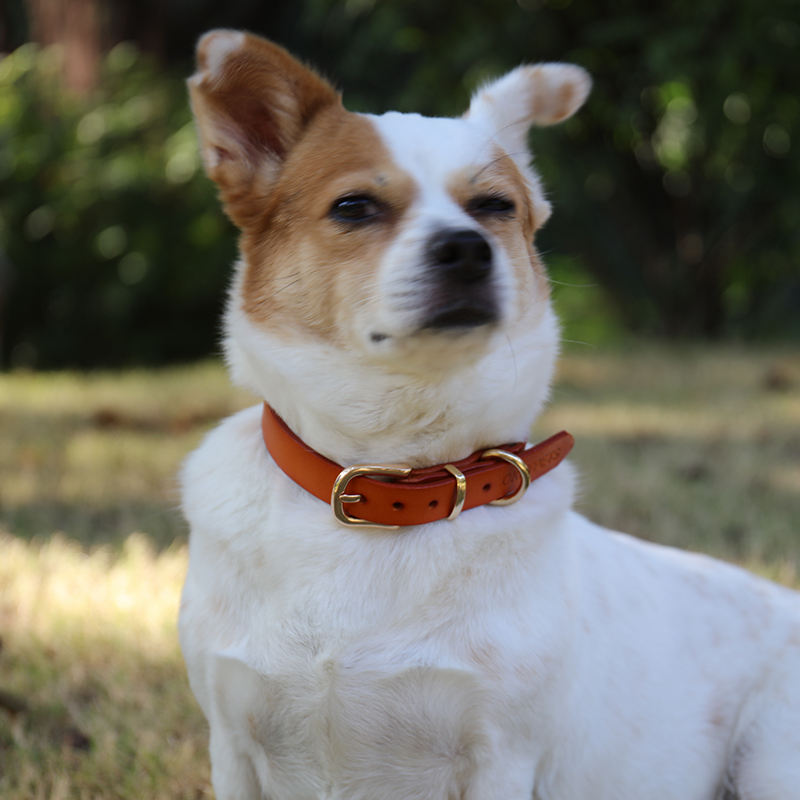 Innovative Wholesale Pet Collar Sets Sublimation Print Design Easy Adjustable Buckle Dog Collar For Pets