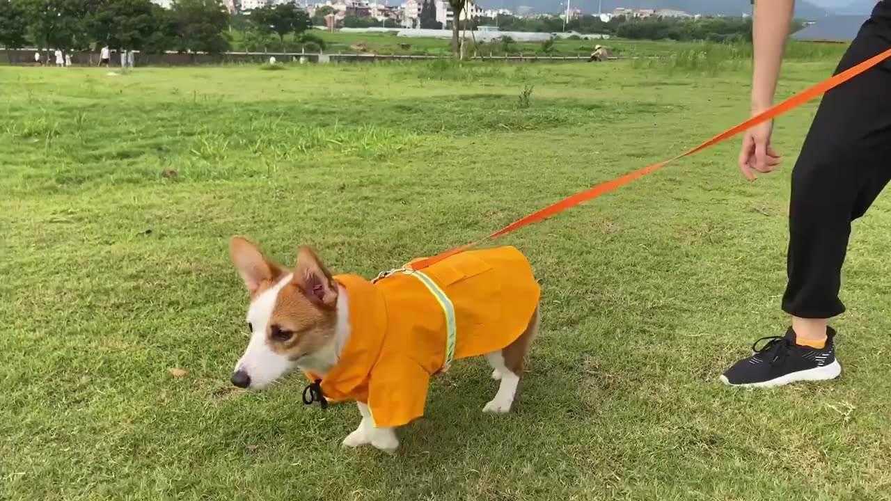 Wholesale Multicolor Waterproof Reflective Large Dog Rain Coats