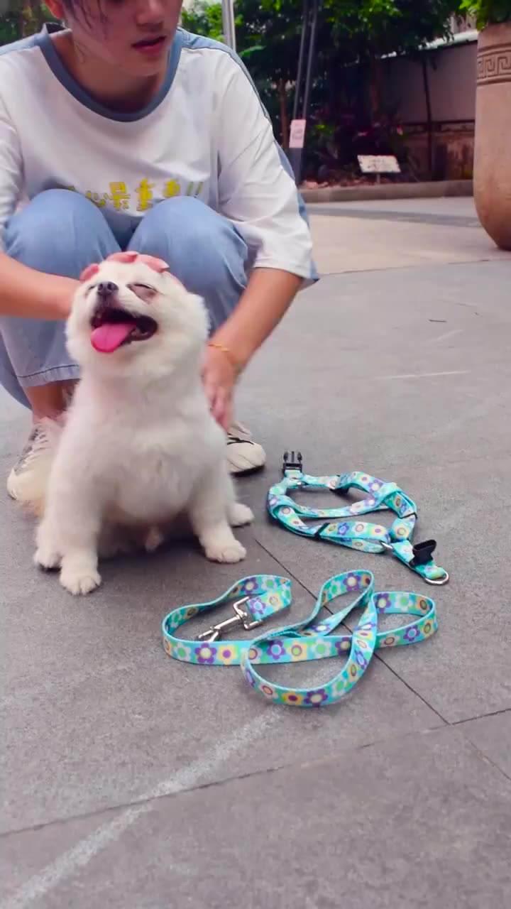Wholesale Dog Leash Dog Chain Nylon Colorful Pattern Pet Dog Collar