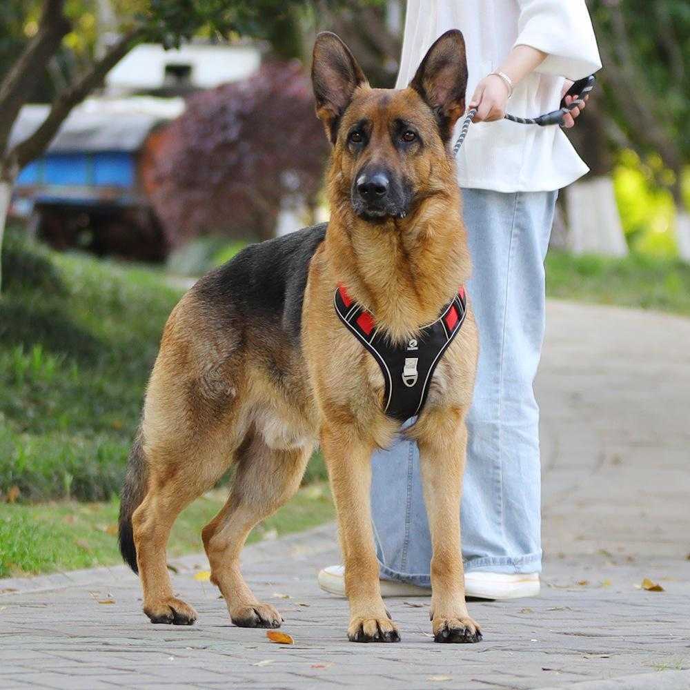 Reflective High Quality 2023 Custom Designers Pet Dog Harness Leash