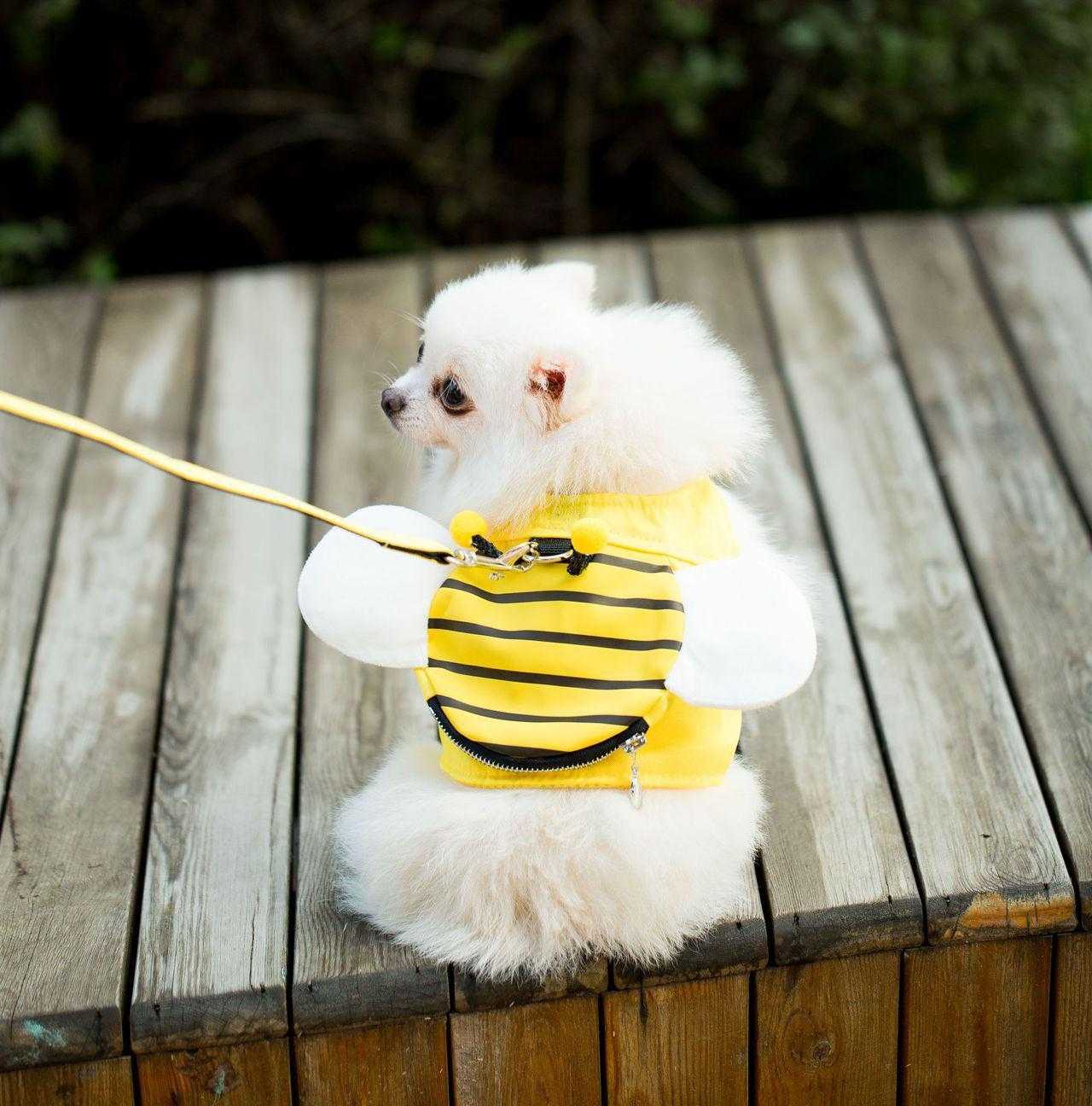 Puppy Vest Traction Cute Dog Cat Harness And Leash Set Nylon Mesh Pet Cat Harness Collar Clothes Cat Walking