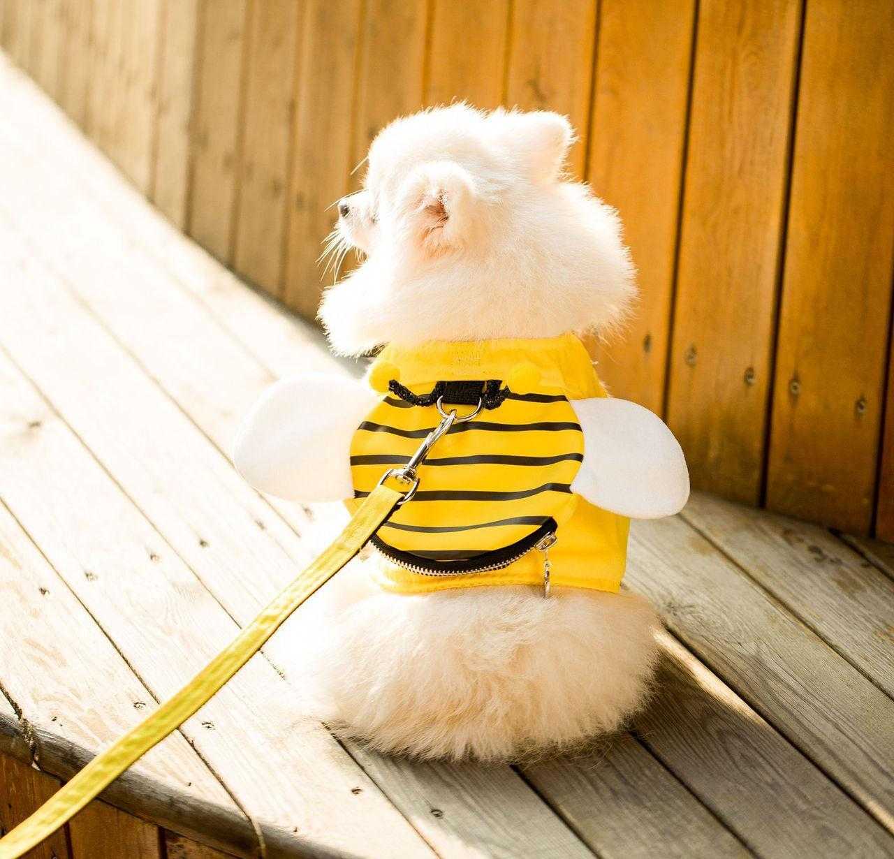 Puppy Vest Traction Cute Dog Cat Harness And Leash Set Nylon Mesh Pet Cat Harness Collar Clothes Cat Walking