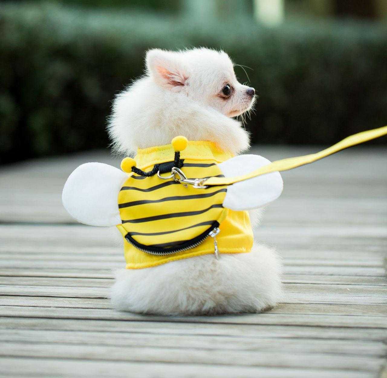 Puppy Vest Traction Cute Dog Cat Harness And Leash Set Nylon Mesh Pet Cat Harness Collar Clothes Cat Walking
