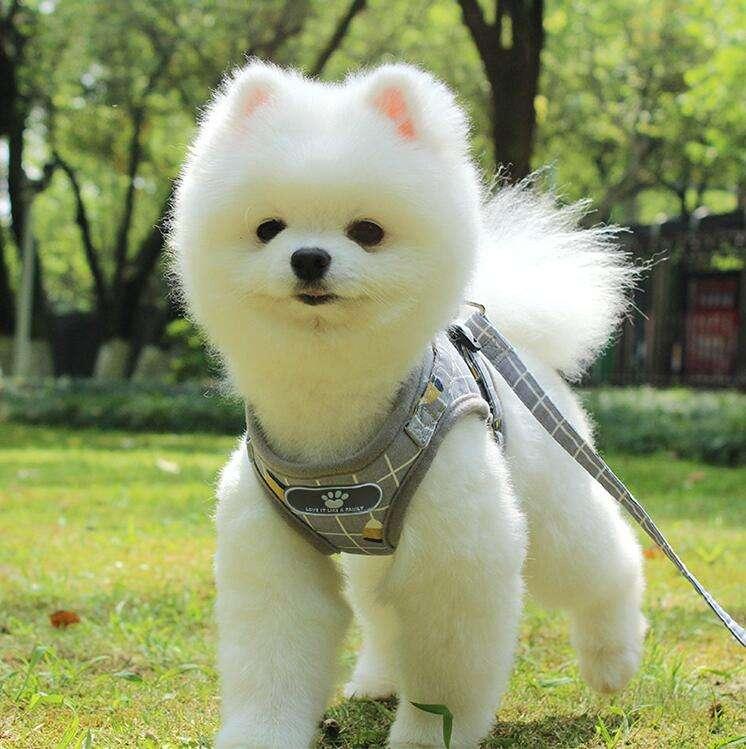 Luxury Designer Adjustable Small Mesh Dog Harness