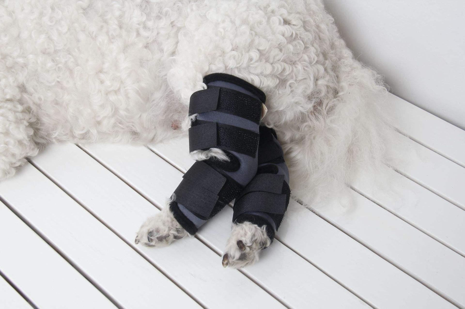 Wholesale Protective Adjustable Neoprene Dog Leg Knee Brace