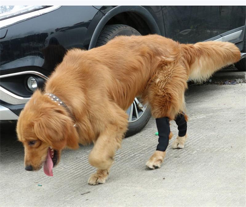 High Quality New Style Hock Joint Wrap Neoprene Leg Protector Dog Leg Brace