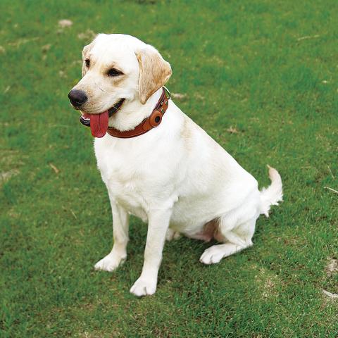 High Quality Cat Gps Dog Collar Leather Airtag Dog Collar Pet Dog Training Collar