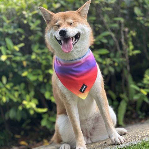  Polyester Dog Bandana Breathable Birthday Rainbow Pattern Pet Dog Triangle Bandana