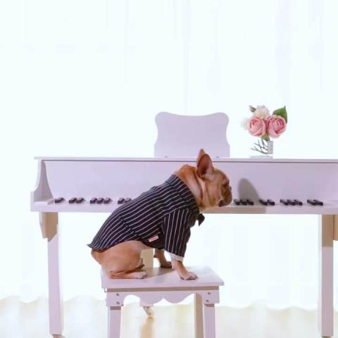 Spring Autumn Striped Coat Teddy Bichon Two Legged Four Sizes With Bow Tie Pet Dog Suit