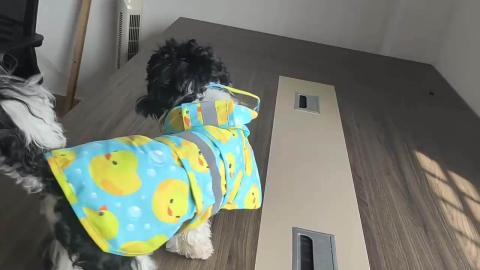Custom Breathable Reflective Designer Pet Raincoat For Dogs Waterproof