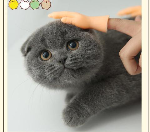 Wholesale Handmade Vinyl Soft Finger Cat Toy Cat Interactive Toy