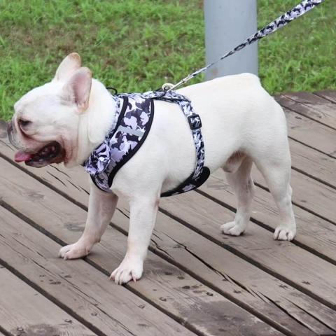 Low Moq In Stock Adjustable Dog Harness And Leash Set With Collar And Rubbish Bag From Oem Factory