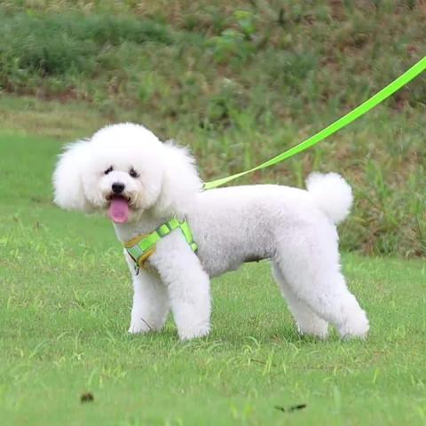 New Premium Custom Reflective Easy Wholesale Pet Accessories Dog Harness And Leash Made In China