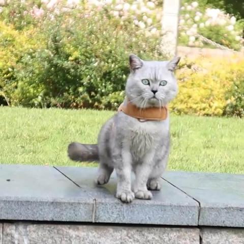 High Quality Soft Mesh Dog Harness Pet Puppy Comfort Padded Vest Reflective Adjustable Cat Harness