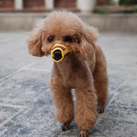 Adjustable Safety Buckle Anti Biting Chewing Mouth Cover Soft Nylon And Neoprene Pet Dog Muzzle Breathable