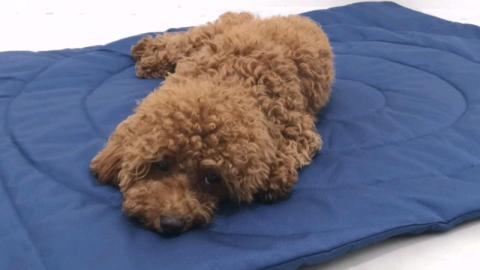 pet Outdoor Pet Dog Mat For Camping Compass Waterproof Pet Dog Cooling Mat