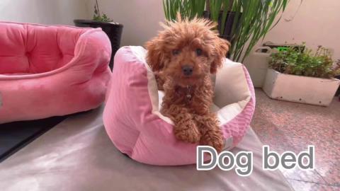 pet Dog Supplies Furniture Several Kinds Of Pet Beds For Dog